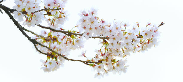 istock Cherry blossom (Sakura) blooming in spring season isolated on white background. 2169159794