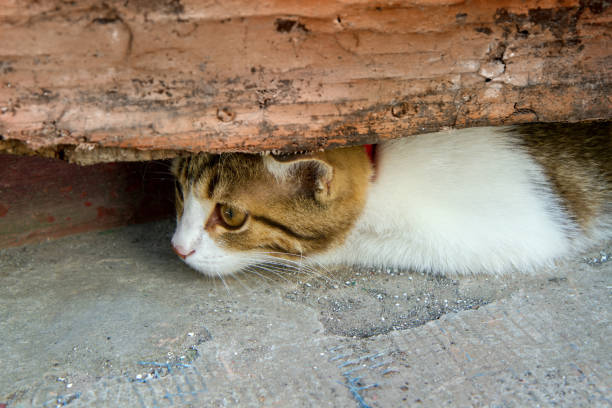 The cat hid and hunts the mouse. A cat in a village barn is carefully looking for a mouse.