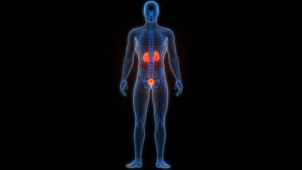 3D Illustration Concept of Human Urinary System Kidneys with Bladder Anatomy
