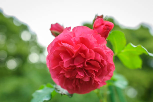 Blooming red rose bud with raindrops close up. Red rose with water drops after rain. Freshness nature concept