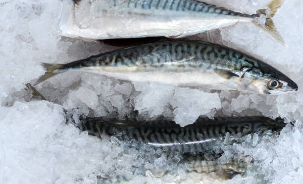 istock Fresh seafood on ice 2169168605