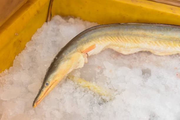 istock fresh fish and seafood on ice 2169169475