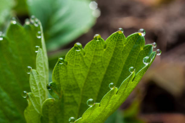 A strawberry leaf with bright dew drops that look like pearls, close-up shot.