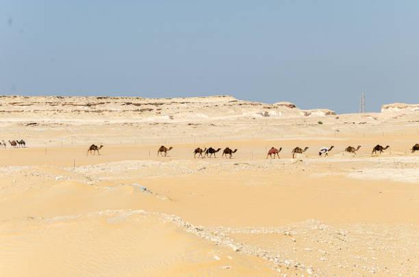 istock Camels in a desert village 2169171434