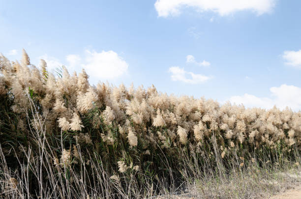 istock Pampas grass with flowers 2169171441