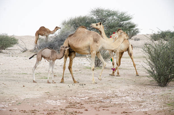 istock Camels grazing in the desert 2169171455