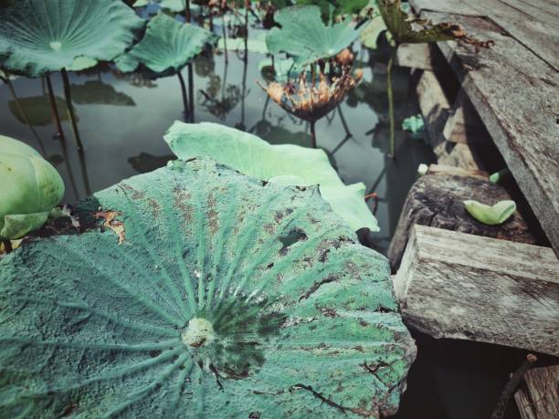 istock Lotus waterlily leaves in a pond 2169172057