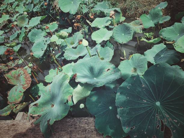 istock Lotus waterlily leaves in a pond 2169172080