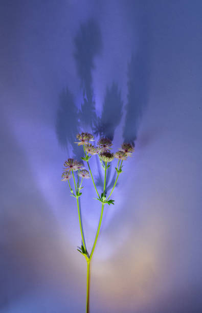 istock summer flowers on purple background in sunlight 2169172840