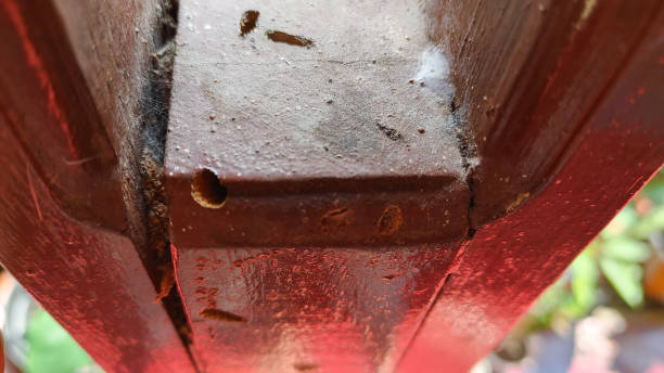 istock Damaged wood texture with large holes caused by termites. 2169173313