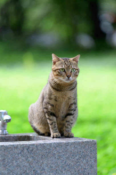 Outdoors, cat sitting on washbasin