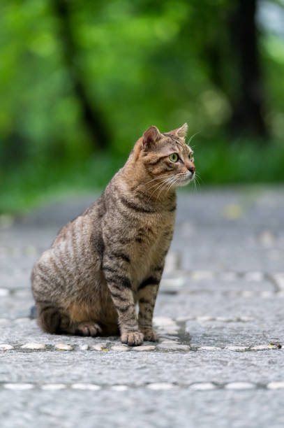 istock Outdoors, cat sitting on the ground 2169173654