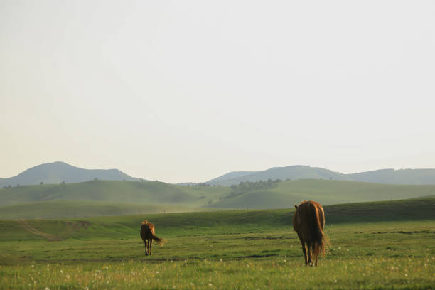 Herd of horses on the steppe