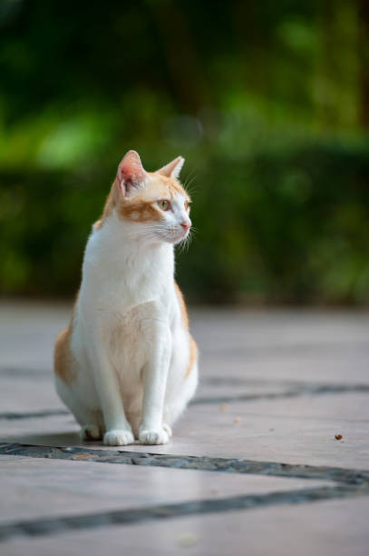 istock Outdoors, cat sitting on the ground 2169174751