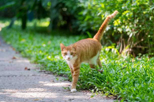 istock Cat walks in the park 2169174783