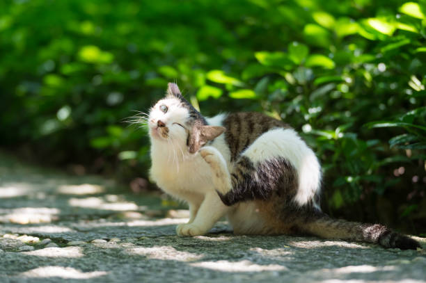 istock Outdoors, cat sitting on the ground and scratching 2169174791