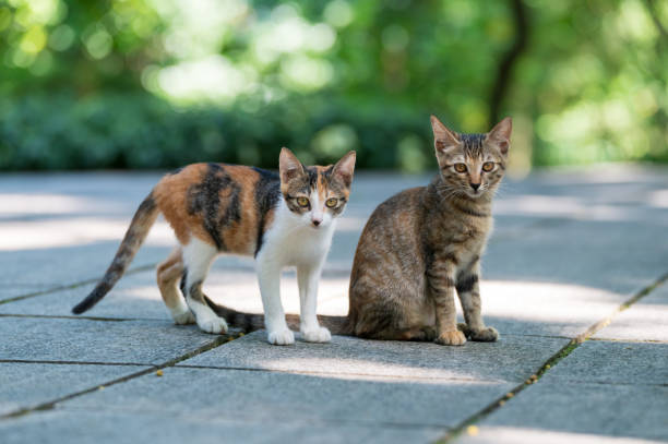 istock Outdoors, two kittens sitting together on the ground 2169174805
