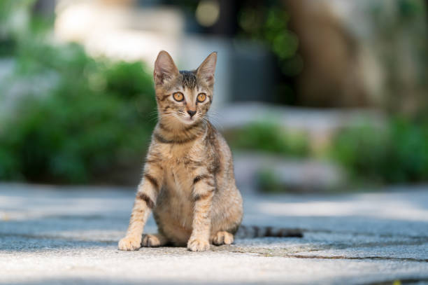 istock Outdoors, cat sitting on the ground 2169174810