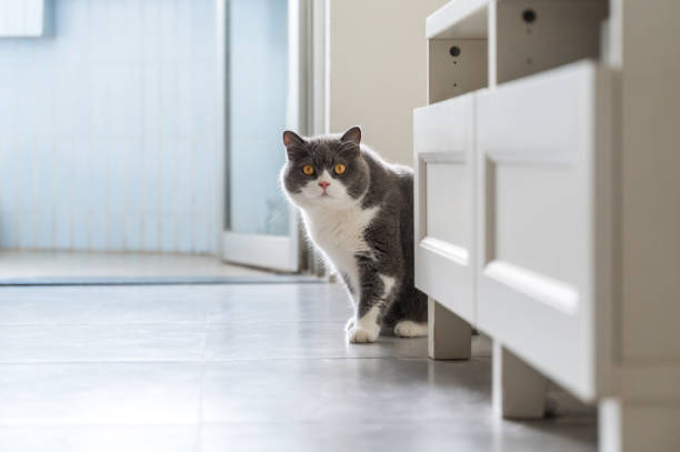 British shorthair cat sitting on the floor