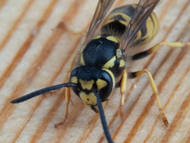 istock wasp macro foto 2169174931