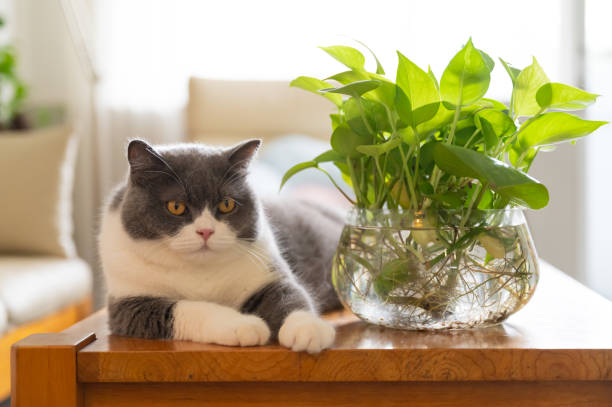istock British shorthair cat lying on table 2169175202