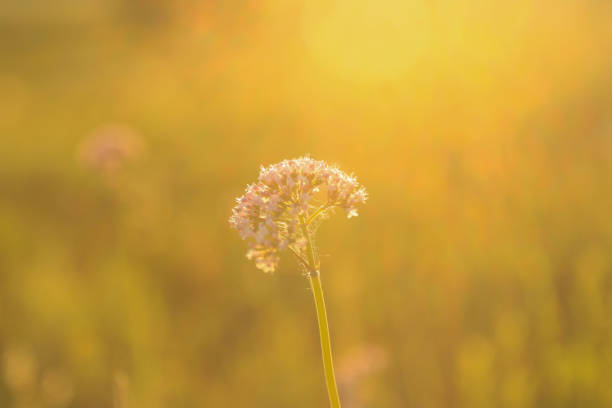 Wildflowers on the prairie