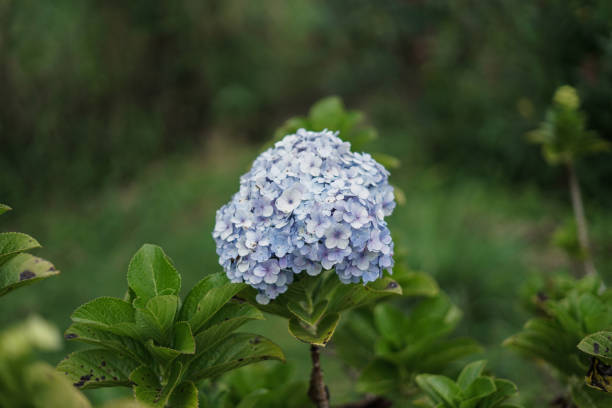 purple hydrangea in the garden