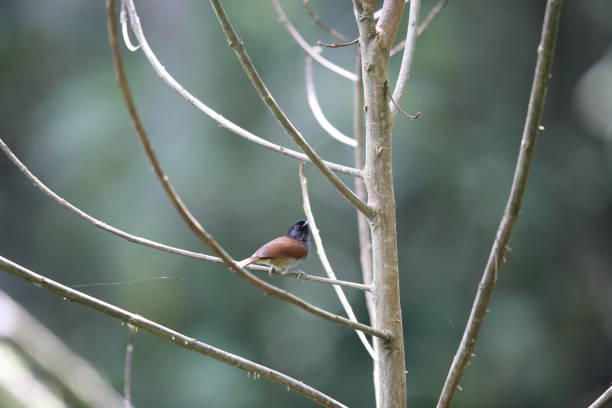 istock Rwenzori hill babbler (Sylvia atriceps) in Rwanda 2169177490