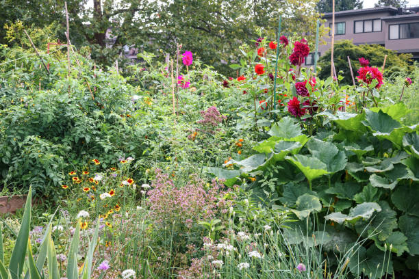 Colorful and lush summer garden background. Dahlias, coreopsis flowers in bloom with large squash plant and tomato cherry plants. Selective focus.