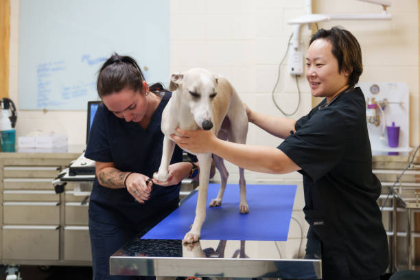 istock Compassionate care for the pets on examination table. 2169181173