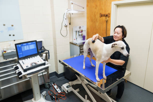 istock Female Vet using Stethoscope on dog. 2169181179