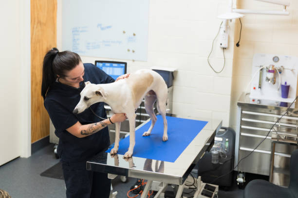 istock Vet examining a dog's heartbeat. 2169181207