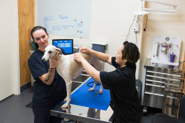 istock Applying the therapy injection to the dog. 2169181213