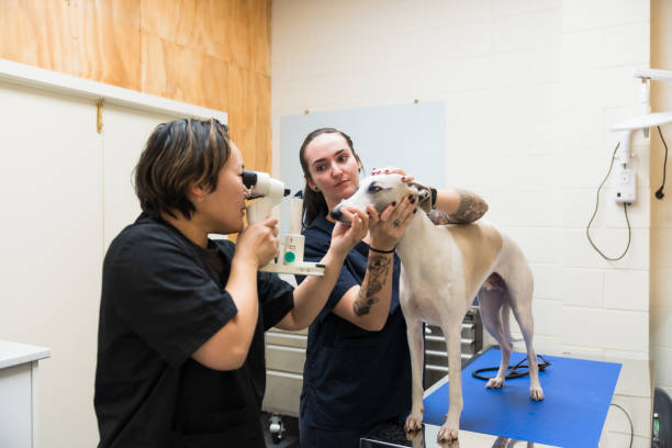 istock Two veterinarians examining a dog using an ophthalmoscope in a veterinary clinic. 2169181215