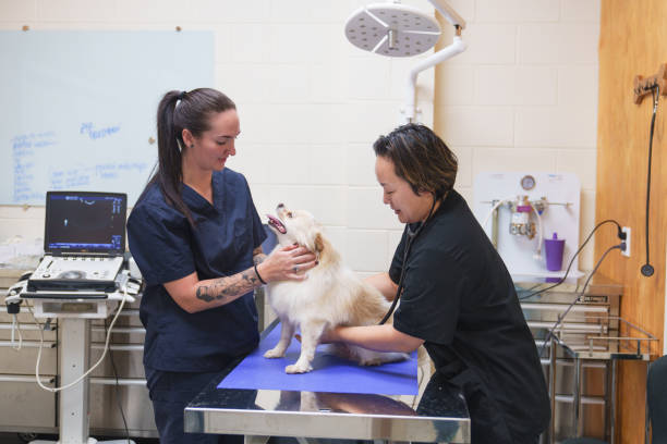 istock Paws on the surgical table in veterinary clinic 2169181359