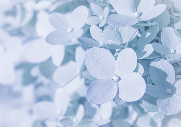 blue and white  hydrangea flowers on blue background