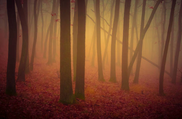 istock Mysterious foggy forest 2169182713