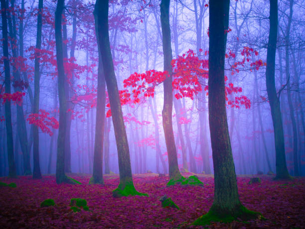 istock Mysterious foggy forest 2169182773