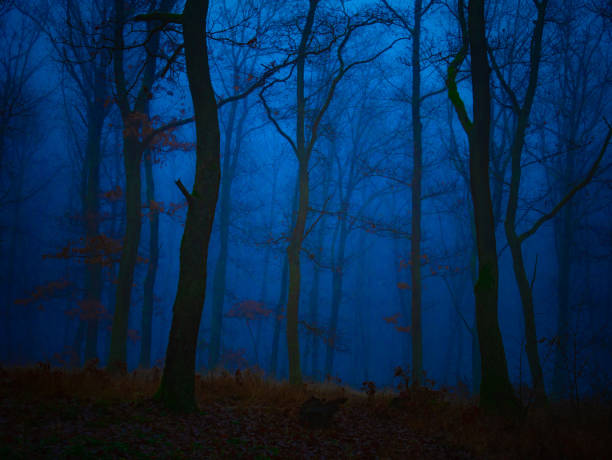 Mysterious foggy forest, oak trees, foliage, leafs,fog,tree trunks, gloomy landscape. Eastern Europe.