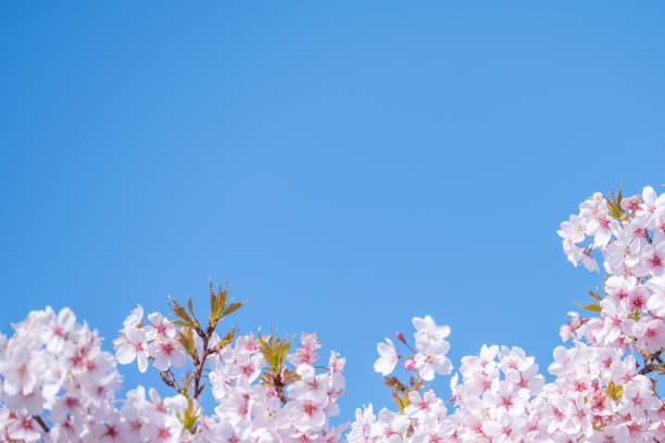 istock cherry blossom in spring with blue sky background, copy space 2169186527
