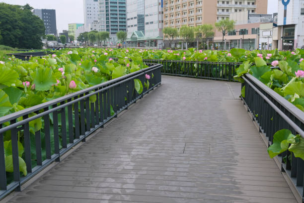 The lotus flowers are in full bloom at Senshu Park