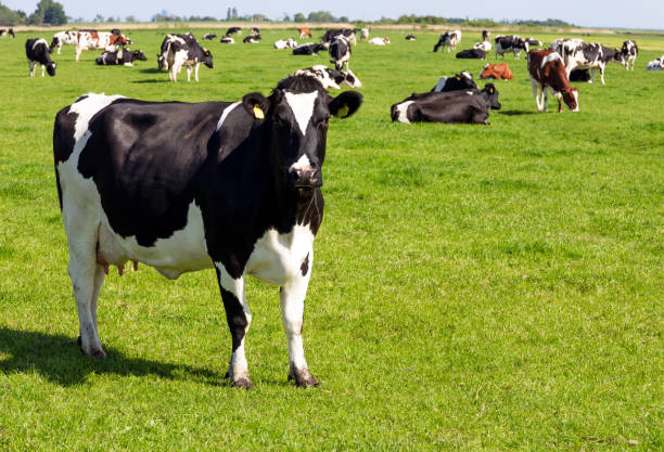 istock Holstein Friesian cattle cows 2169189419