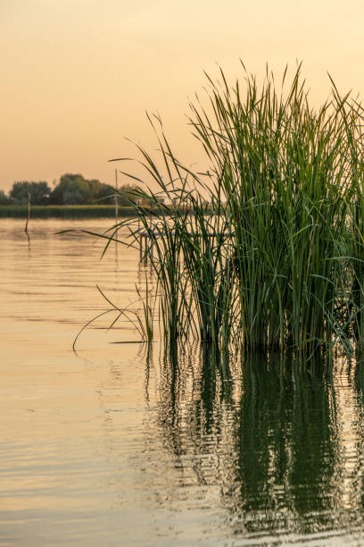 istock calm water and 
green reed 2169191126