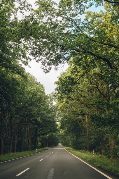 istock Road in Germany in summer with tree alley 2169193585