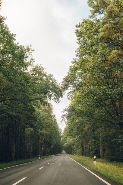 istock Road in Germany in summer with tree alley 2169193695