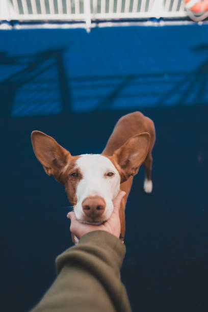 istock Ibizan hound on ferry. 2169194642