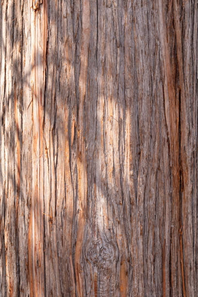 istock background texture of rough tree with leaves shadows from sunlight. 2169197304