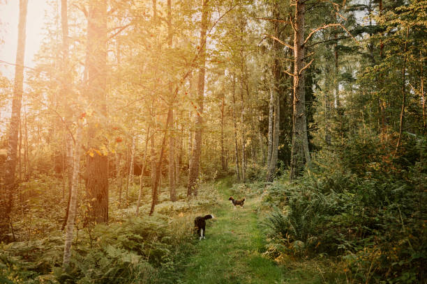 Two cute mixed breed dogs outdoors in nature running aroundPhoto taken in forest during early spring
