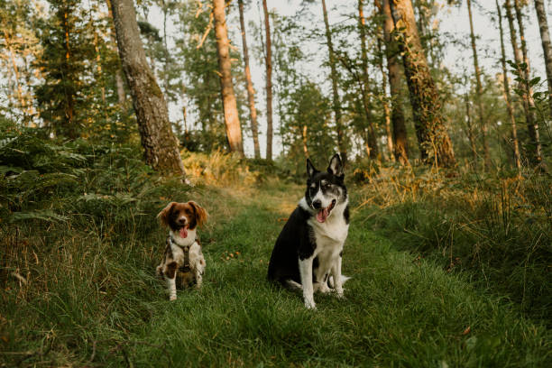 istock Two cute mixed breed dogs outdoors in nature forest posing for the camera 2169201572