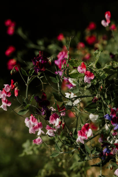 Sweet pea in bloom summer